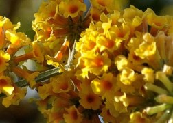 Buddleia weyeriana sungold / Nyáriorgona sárga